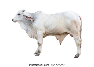 Young Brahman ox isolated on white background with clipping path
