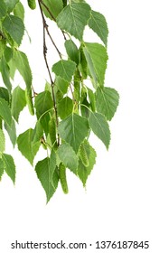 Young branch of birch with buds and leaves isolated on white background