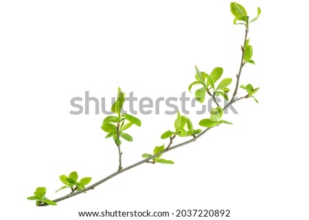 Young branch of cherry plum isolated on white background