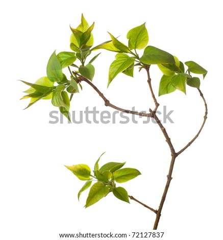 Similar – Image, Stock Photo Branches with young leaves of beech tree against blue sky with clouds