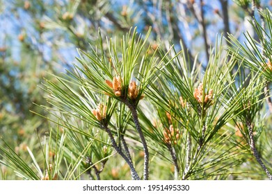 Young branches of Aleppo pine tree, Pinus halepensis, with buds and needle-like leaves, during springtime, in Croatia, Dalmatia area - Shutterstock ID 1951495330