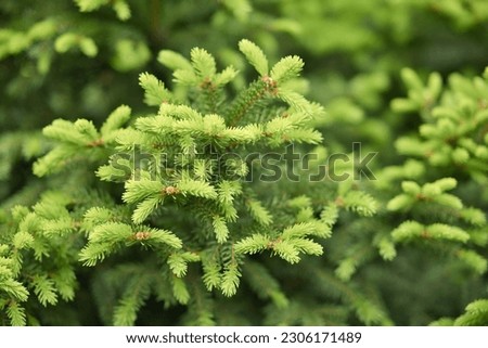 Young branches of blooming fir tree in the forest. Fir-needle tree branches composition as a natural background.