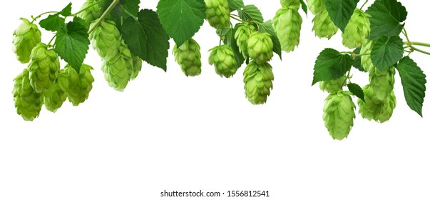 Young branches of hops with leaves. Hops herb for medicinal herb or phytotherapy. isolated hops plant flower for herbal natural medicine. Hop Cones. Natural plants isolated. Plant botanical foliage
