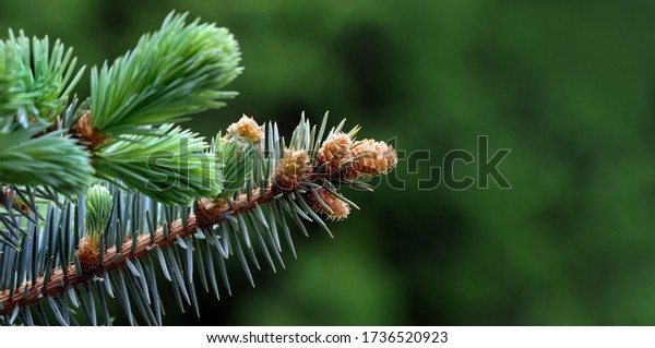 young branches of a\
spruce tree. blooming spruce. spruce in spring. close up. selective\
focus. copy space