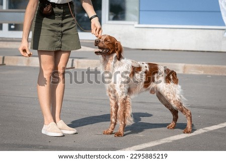 Young Breton Spaniel at a dog show