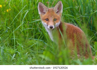 541 Fox Photographer Images, Stock Photos & Vectors 