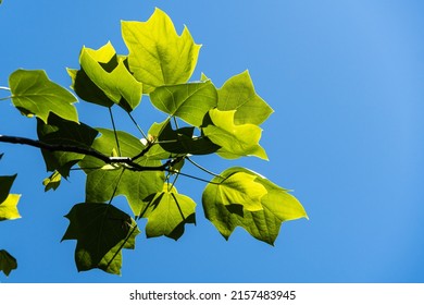 Young bright green leaves of Tulip tree (Liriodendron tulipifera), called Tuliptree, American or Tulip Poplar against blue spring sky. Close-up. Nature concept for design. Selective focus.