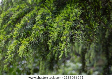 Young bright green needles of Himalayan cedar Cedrus Deodara, Deodar growing on embankment of resort town of Adler. Close-up. Black Sea. Blurred background. Selective focus.