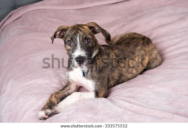 Young Brindle Terrier Mix Puppy Laying Stockfoto Jetzt