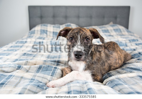 Young Brindle Terrier Mix Puppy Laying Stock Photo Edit Now