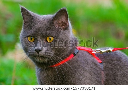 Young British blue shorthair cat in harness. Purebred gray cat with yellow eyes.