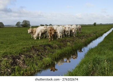 Young British Charolais bullocks in spring sunshine by one of the numerous drainage ditches (rhynes) throughout the Somerset Levels - Shutterstock ID 276102674
