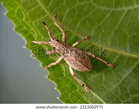 Young Broad Nosed Weevil Pecan Weevil on a leaf good for education or background