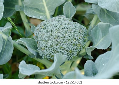 Young Broccoli Plant Growing In A Vegetable Garden