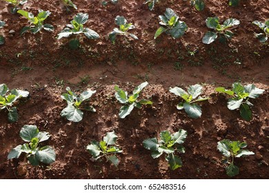 Young Broccoli Plant On Field