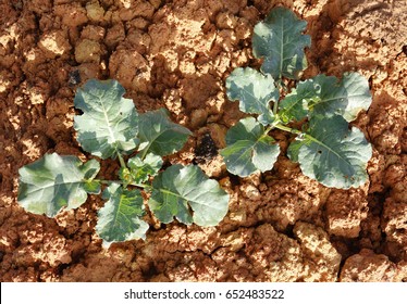 Young Broccoli Plant On Field