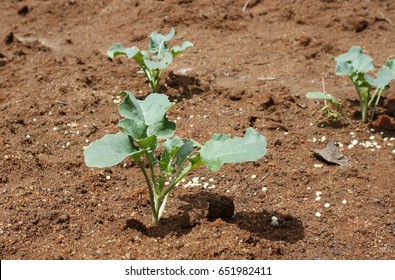 Young Brocoli Plant In Field