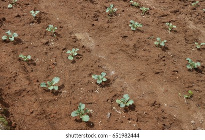 Young Brocoli Plant In Field