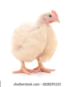 Young broiler chicken on isolated white background.