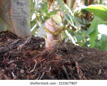 
A Young Bromeliad Being Born