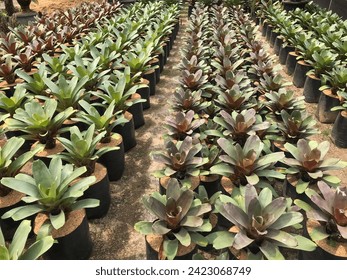 Young bromeliad plant pot in the natural bromeliad farm nursery plant garden, fresh young green bromeliad growing in a flower pot indoors. - Powered by Shutterstock