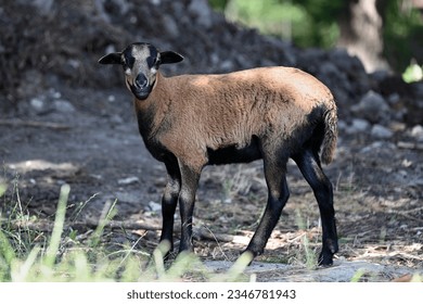 Young brown Barbados black belly hair sheep without wool