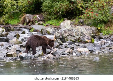 Young Brown Bear Eats Fish On Rocks Near Water