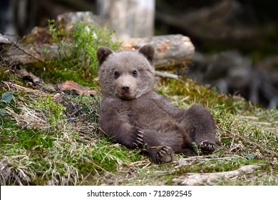 Young Brown Bear In The Forest. Portrait Of Brown Bear. Animal In The Nature Habitat. Cub Of Brown Bear Without Mother.