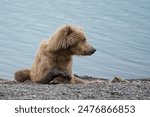 Young Brown Bear (Grizzly) resting on Naknek Lake beach in Alaska