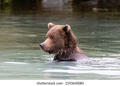 2,686 Fuzzy Brown Bear Images, Stock Photos & Vectors | Shutterstock