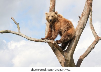 Young brown bear in a tree