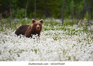 Cotton Woods Images, Stock Photos & Vectors | Shutterstock