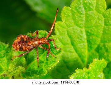 A Young Brown Bedbug Sorrel Edge (Coreus Marginatus) Sits On A Green Leaf