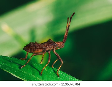 A Young Brown Bedbug Sorrel Edge (Coreus Marginatus) Sits On A Green Leaf