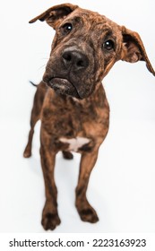 Young Brown Brindle And White Puppy Dog Pit Bull Type Mix Terrier Looking At Camera Standing Head Tilt Confused Curious Isolated In Studio On White Background Portrait