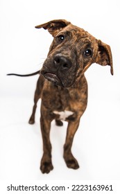 Young Brown Brindle And White Puppy Dog Pit Bull Type Mix Terrier Looking At Camera Standing Head Tilt Confused Curious Isolated In Studio On White Background Portrait