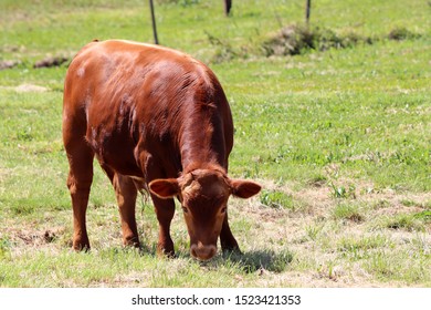 Young Ox Images, Stock Photos & Vectors | Shutterstock