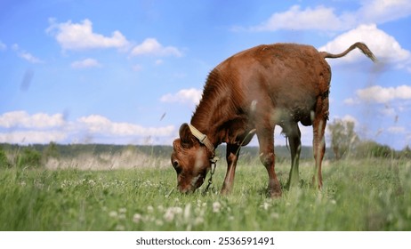 Young brown calf calmly grazing in a lush green field under a vibrant blue sky with fluffy clouds, enjoying the serene rural landscape - Powered by Shutterstock