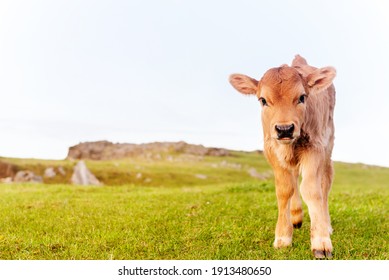 young brown calf looking very closely curiously at camera in a green field. animals and rural economy. innocence. - Powered by Shutterstock