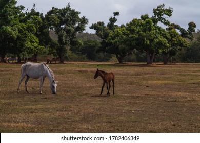 A Young Brown Calf And A White Horse Graze On Grass In Front Of Trees In Vieques, Puerto Rico