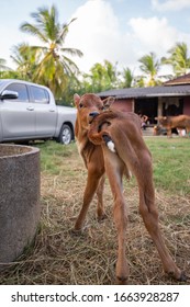 A young brown chesnut coloured calf standing on grass showing his ass and face looking at camera with oil palm tree on background