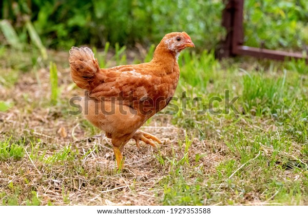 Un joven pollo marrón camina por el jardín sobre el césped