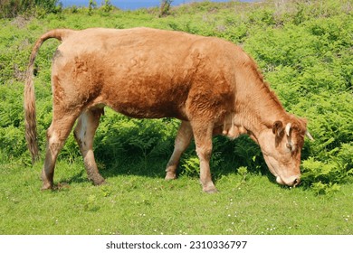 Young brown cow eating grass and leaves in the meadow. The small calf is grazing on its own, without a family. It is a sunny say on the countryside farm. - Shutterstock ID 2310336797