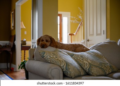 Young Brown Curly Golden Doodle Laying On Back Of Couch With His Eyes Closed