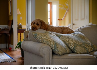 Young Brown Curly Golden Doodle Laying On Back Of Couch With His Eyes Open