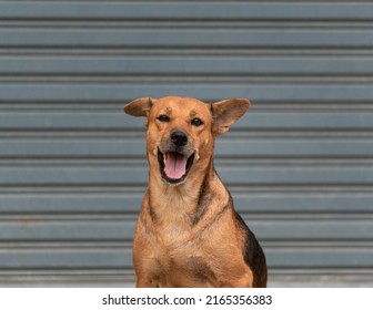 Young brown female domestic dog adopted sitting and looking at camera with cuteness in the house - Powered by Shutterstock