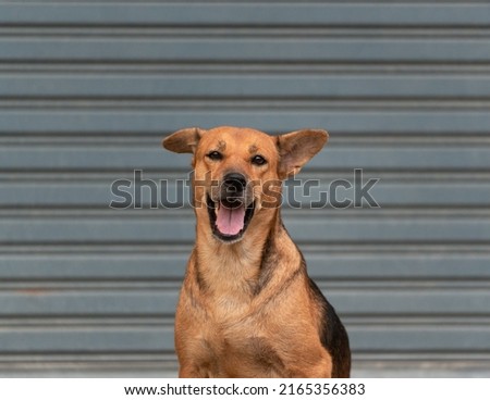 Young brown female domestic dog adopted sitting and looking at camera with cuteness in the house