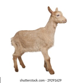 Adult Red Goat Horns Milk Udder Stock Photo 627546536 | Shutterstock