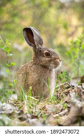 Young brown hare, lepus europaeus, sitting in grass in spring nature. Little long eared animal observing in forest. Vertical composition of baby wild rabbit sniffing the air in green wilderness.