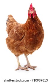 Junge braune Henne einzeln auf weißem Hintergrund.